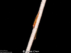 GX1 45mm micro lens 110a*2 by Ghost Chen 
